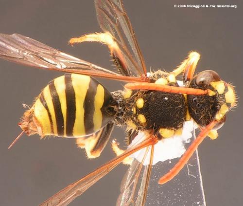 Nomada succincta