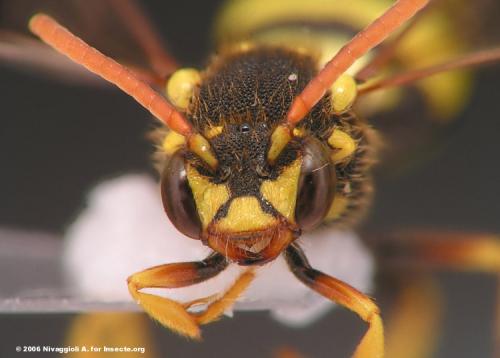 Nomada succincta