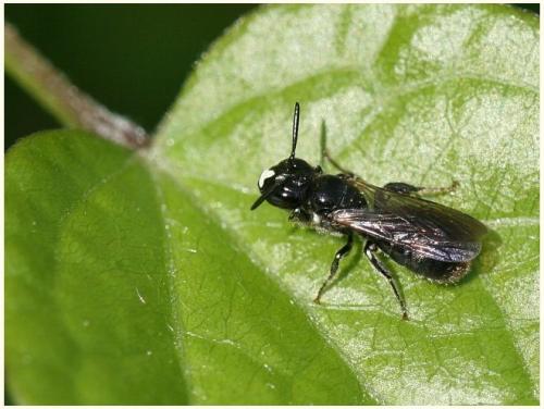 Ceratina cucurbitina