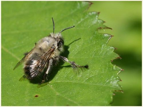 Anthophora plumipes