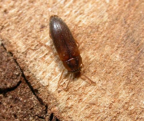 Hallomenus binotatus