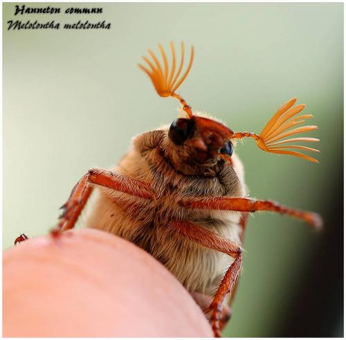 Melolontha melolontha