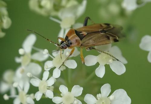 Harpocera thoracica