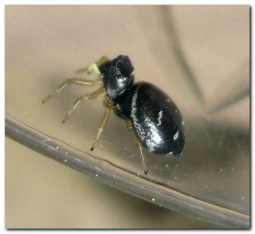 Heliophanus cupreus