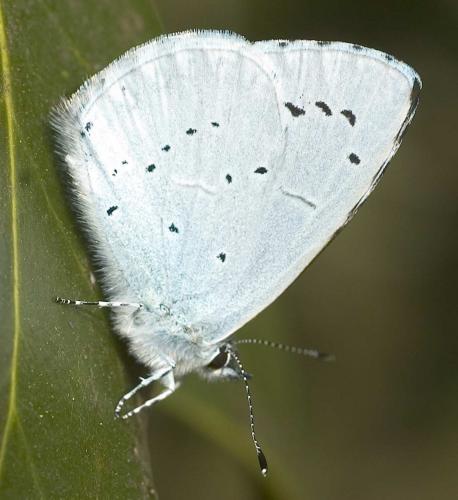 Réf. 8 031 : Celastrina argiolus