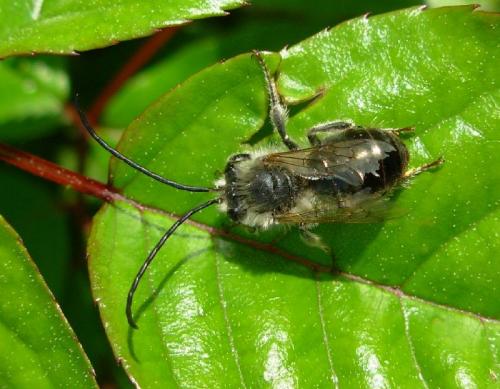 Eucera sp.