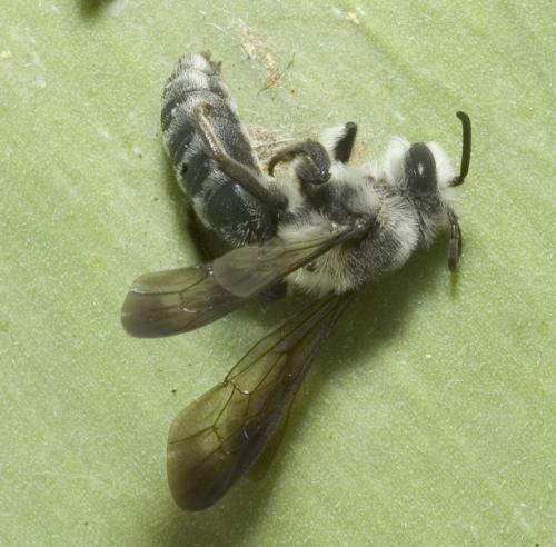 Andrena agilissima