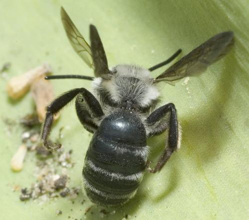 Andrena agilissima