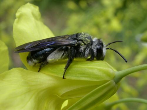 Andrena agilissima