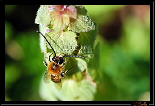 Eucera sp.