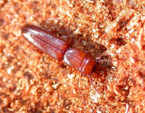 Réf. 8 191 : Prostomis mandibularis