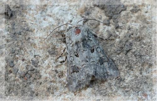 Anarta sodae