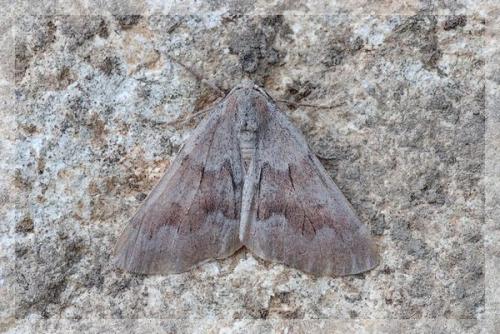 Réf. 8 795 : Adalbertia castiliaria