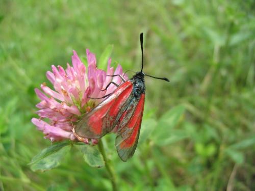 Zygaena sp.