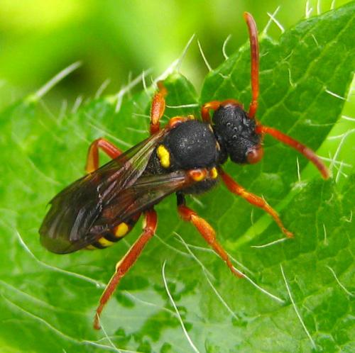 Nomada bifasciata