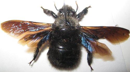 Xylocopa violacea