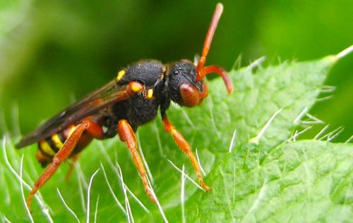 Nomada sp.