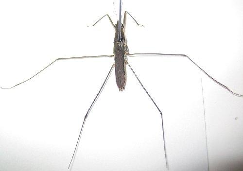 Aquarius paludum