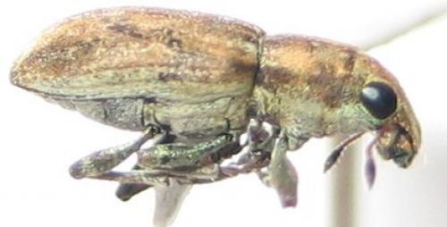 Sitona sp.