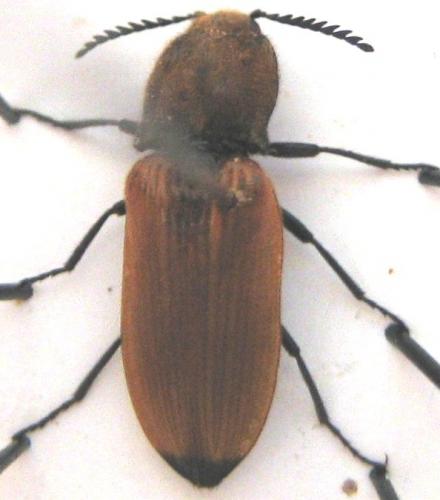 Anostirus castaneus