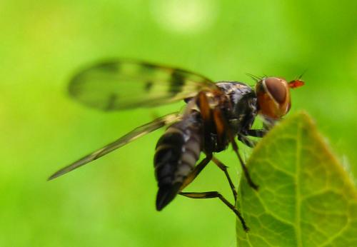 Otites porcus