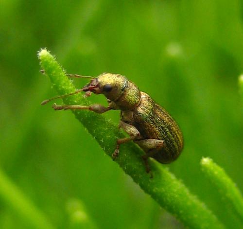 Réf. 8 869 : Pachyrhinus lethierryi