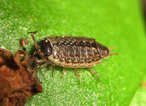 Philoscia muscorum