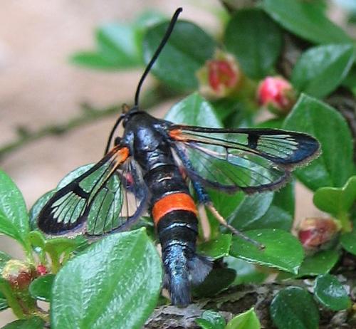 Synanthedon culiciformis
