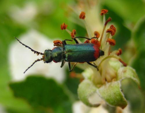 Malachius bipustulatus
