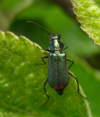Réf. 8 525 : Malachius sp.