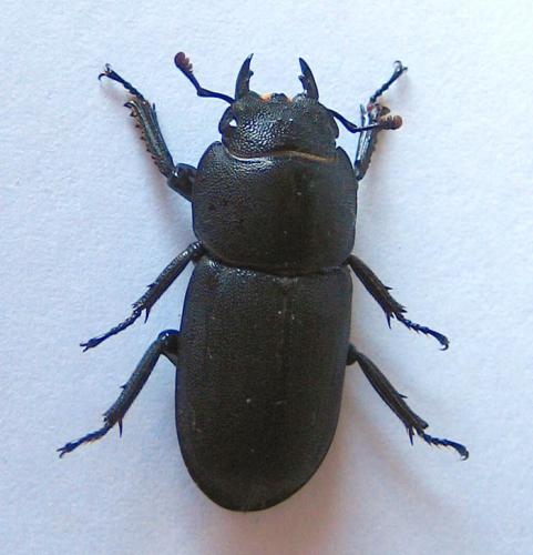 Réf. 8 994 : Dorcus parallelipipedus
