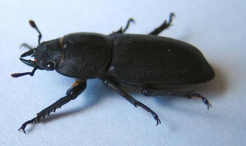 Réf. 8 993 : Dorcus parallelipipedus