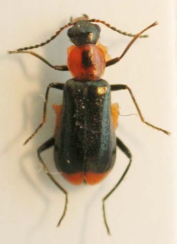 Attalus minimus