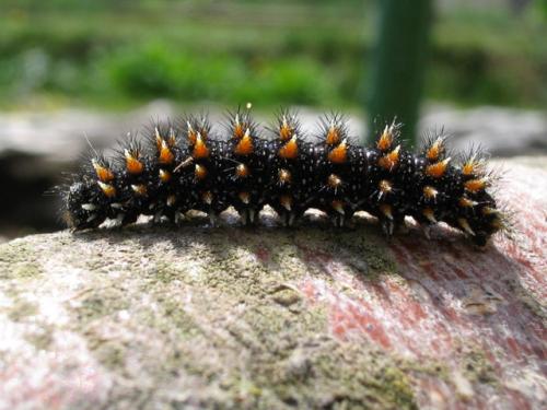Melitaea sp.