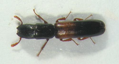 Nemozoma elongatum