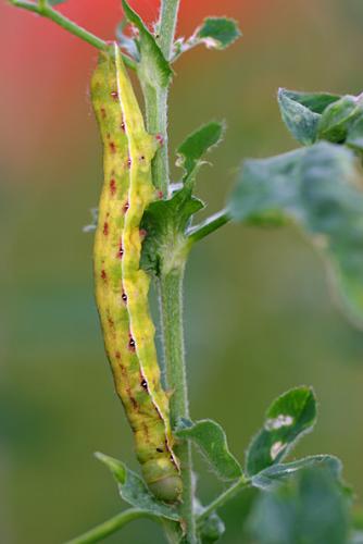 Aporophyla nigra