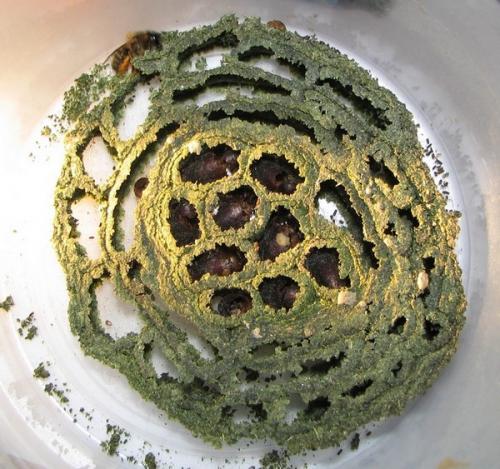 Réf. 8 401 : Osmia (emarginata-mustelina)