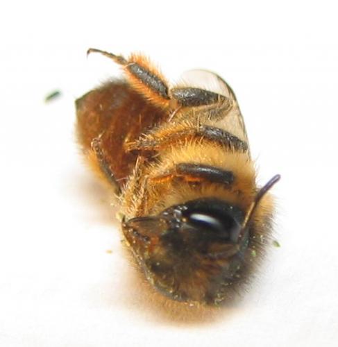 Osmia (emarginata-mustelina)