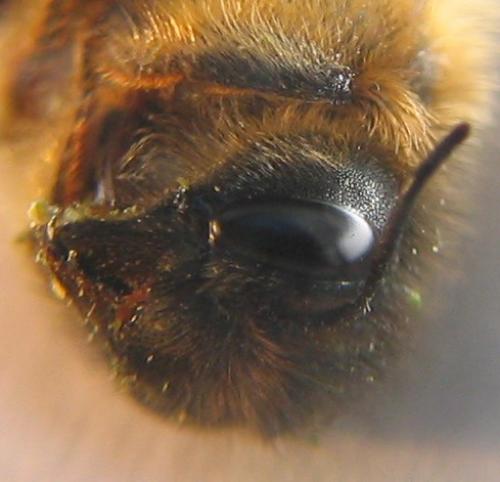 Osmia (emarginata-mustelina)
