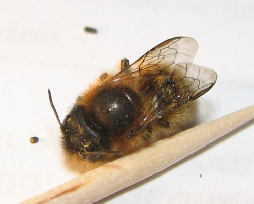 Osmia (emarginata-mustelina)