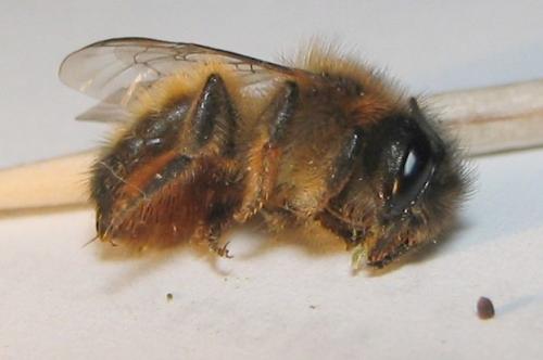 Osmia (emarginata-mustelina)