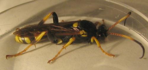 Réf. 8 398 : Ichneumon xanthorius