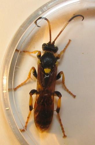 Réf. 8 399 : Ichneumon xanthorius