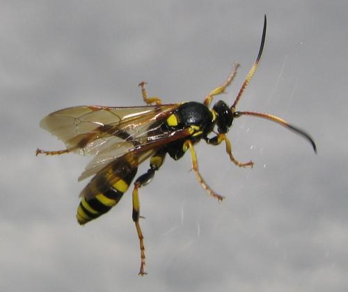 Réf. 8 598 : Ichneumon xanthorius
