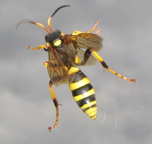 Réf. 8 599 : Ichneumon xanthorius