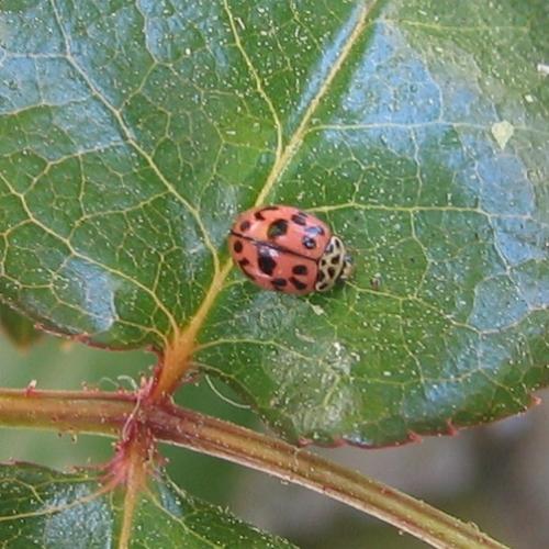 Réf. 8 226 : Oenopia conglobata