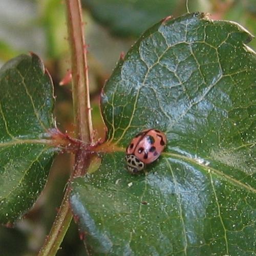 Oenopia conglobata