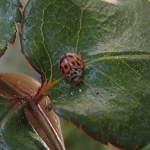 Oenopia conglobata
