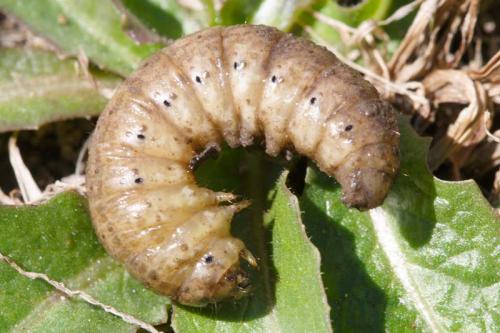 Agrotis sp.
