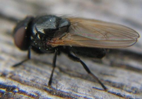Dasiops sp.
